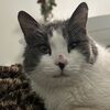 depopkaties